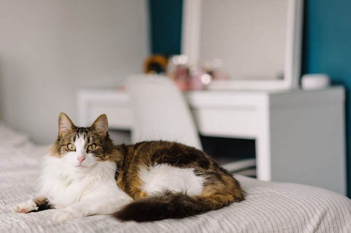 cats